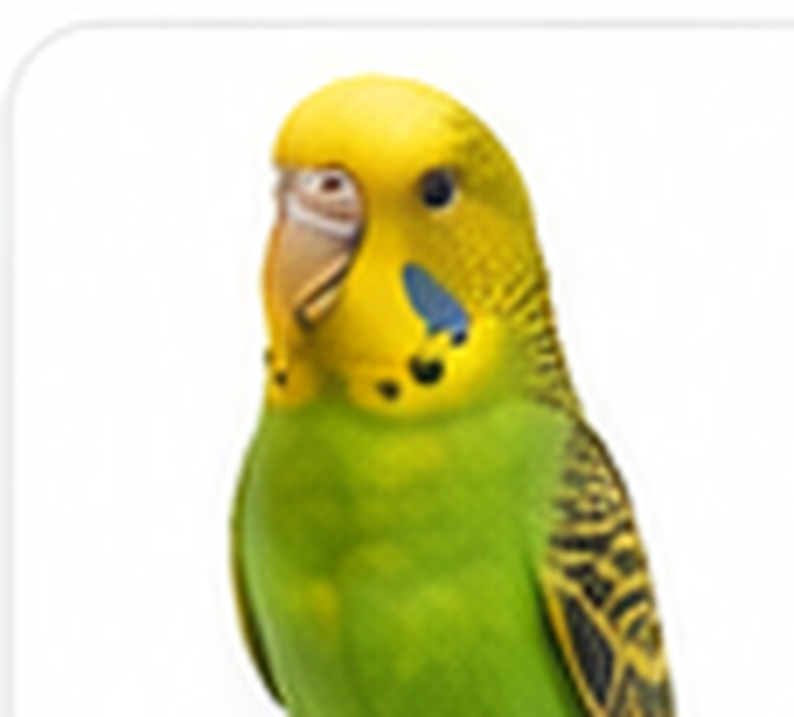 Categoria Pássaro