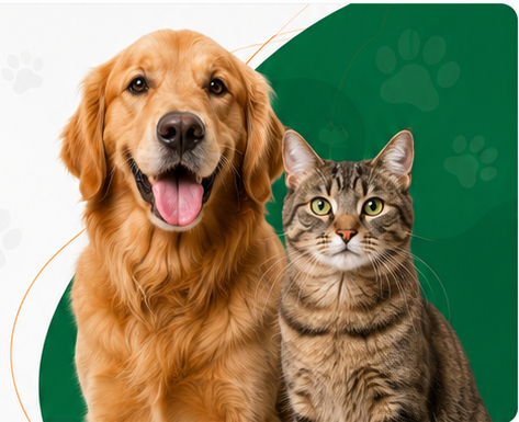 Cachorro e gato